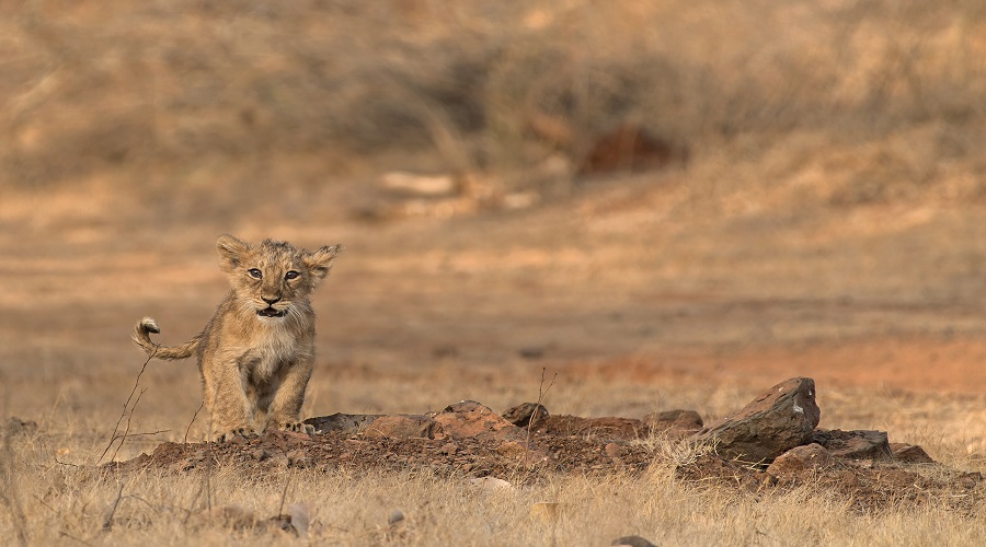 Explore the Best East Africa Safari Tours with Culture